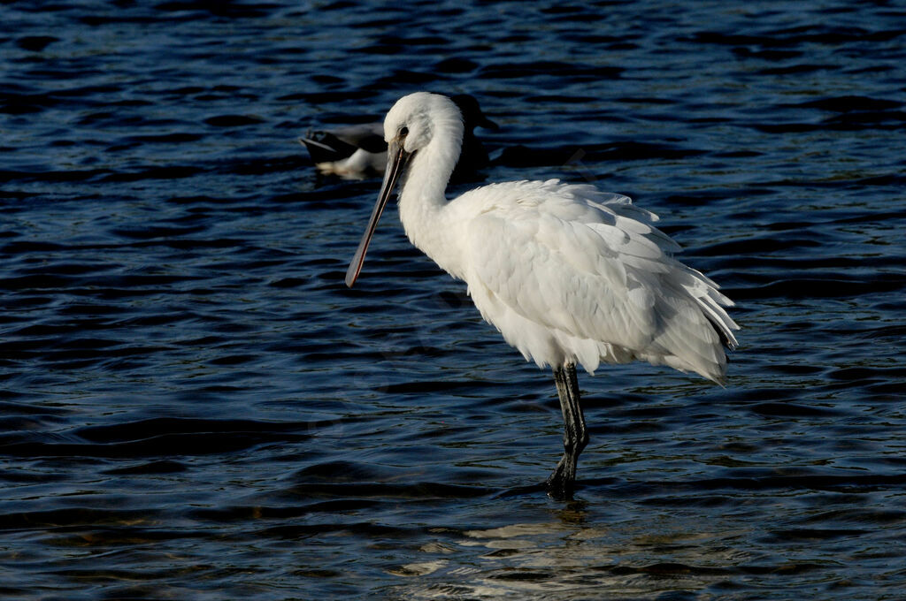 Eurasian Spoonbill