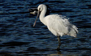 Eurasian Spoonbill