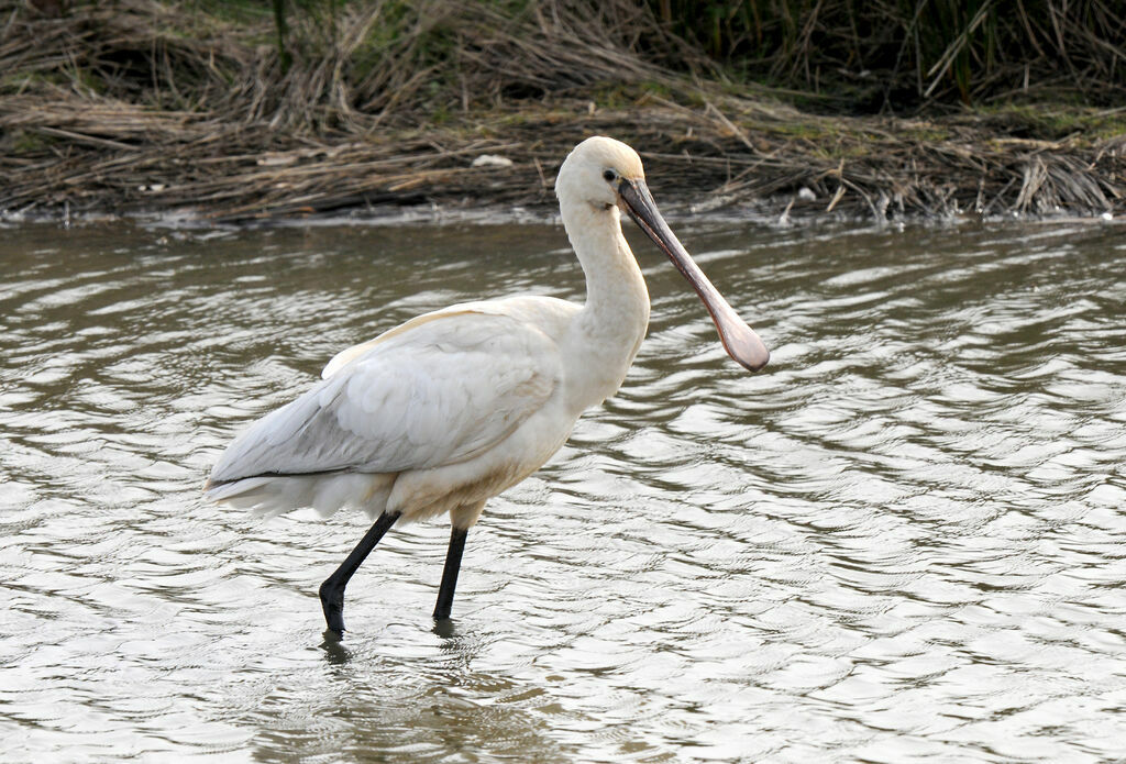 Eurasian Spoonbill