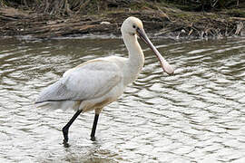 Eurasian Spoonbill