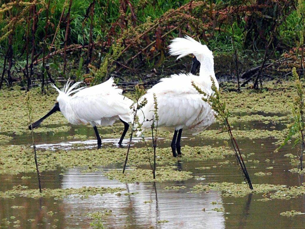 Royal Spoonbill