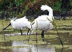 Royal Spoonbill