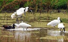 Royal Spoonbill