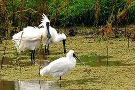 Royal Spoonbill