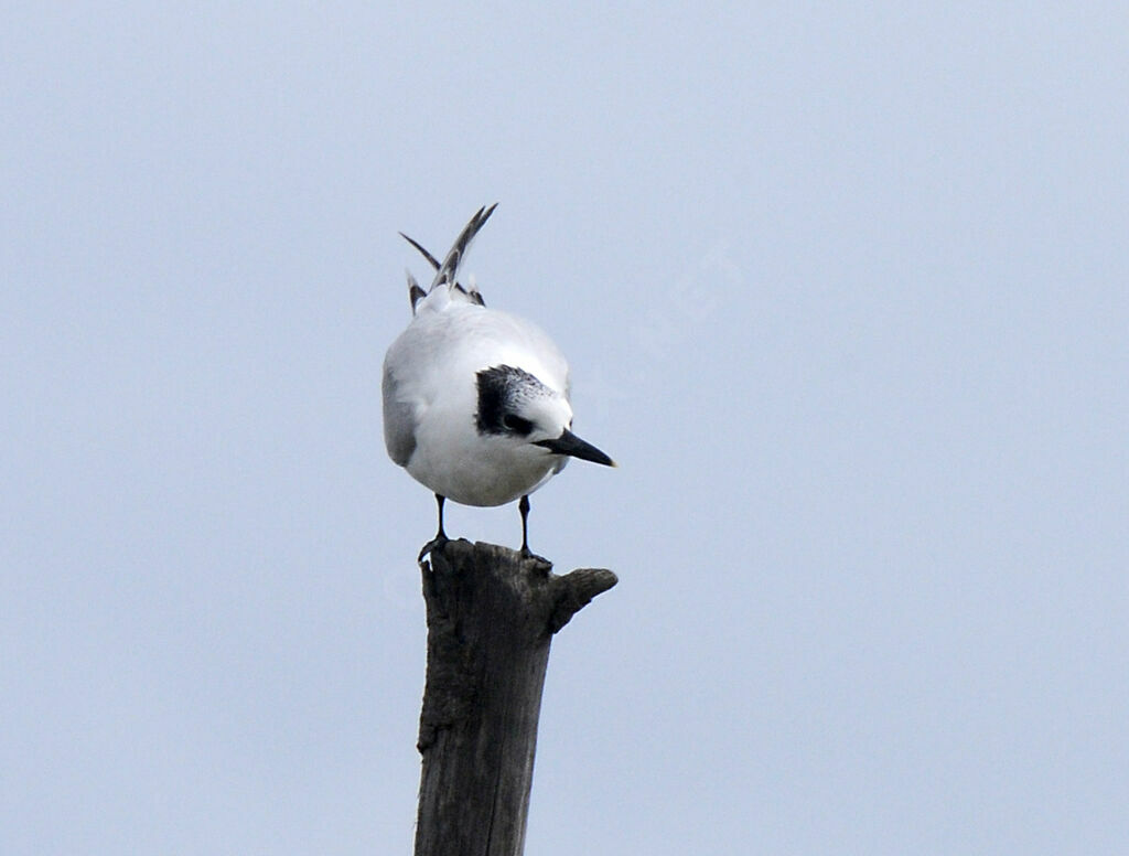 Sandwich Tern