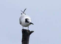 Sandwich Tern