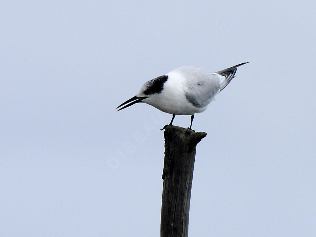 Sandwich Tern