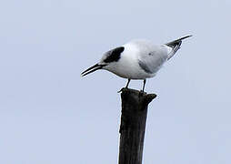 Sandwich Tern