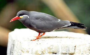 Inca Tern