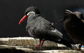 Inca Tern