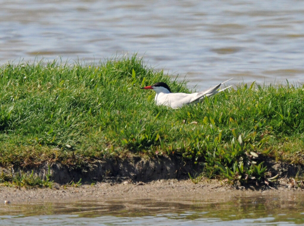 Common Ternadult breeding