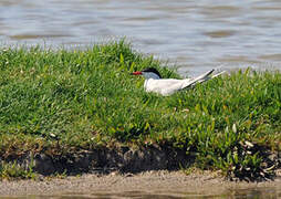 Common Tern