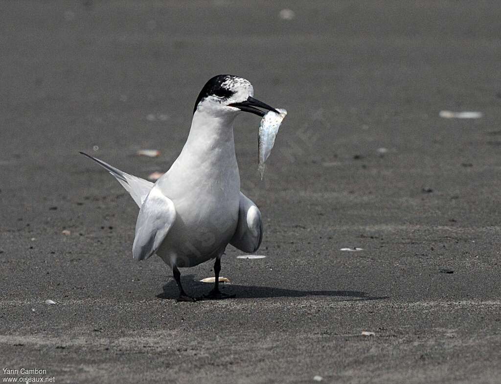 White-fronted Ternadult transition, feeding habits