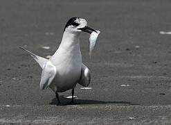 White-fronted Tern