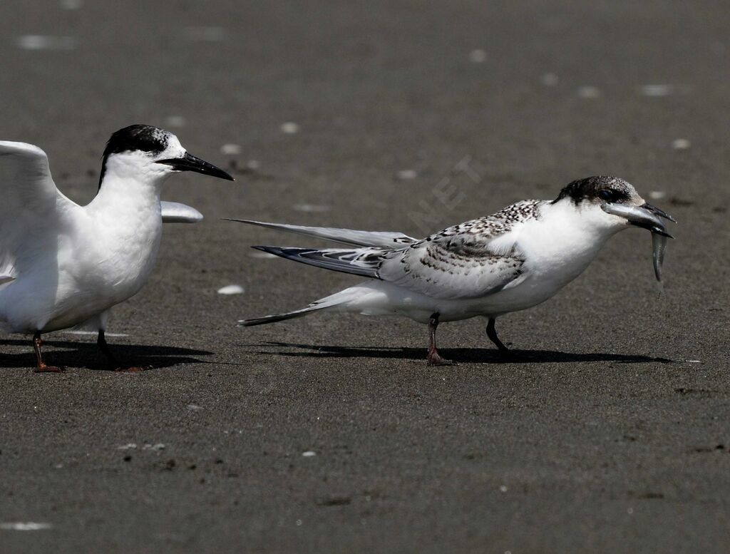 White-fronted Tern