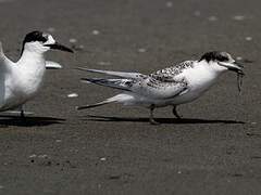 White-fronted Tern