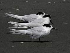 White-fronted Tern