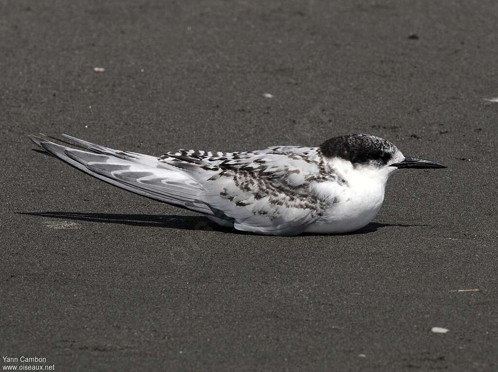 White-fronted Ternjuvenile, identification