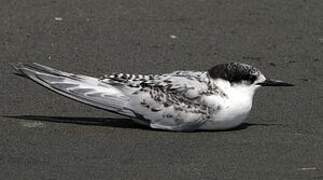 White-fronted Tern