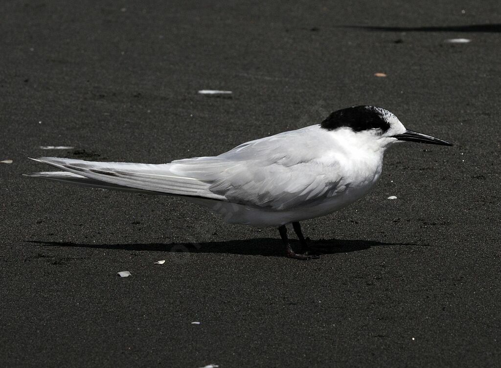 White-fronted Tern