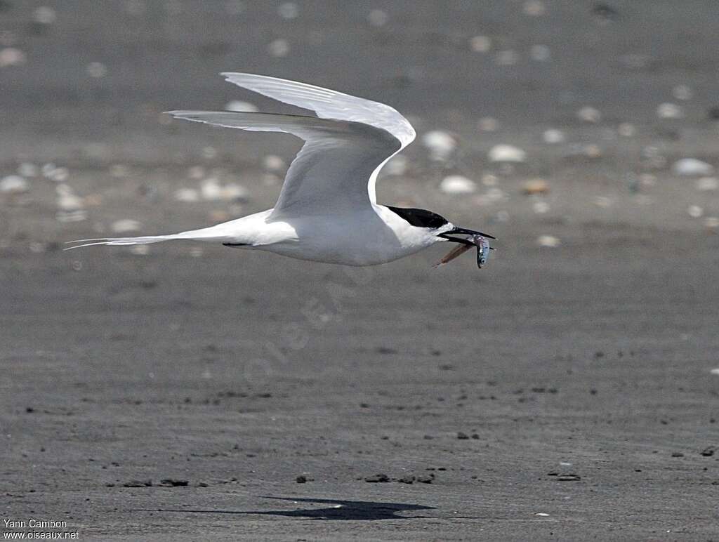 Sterne taraadulte, Vol, régime, pêche/chasse, Nidification