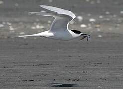 White-fronted Tern