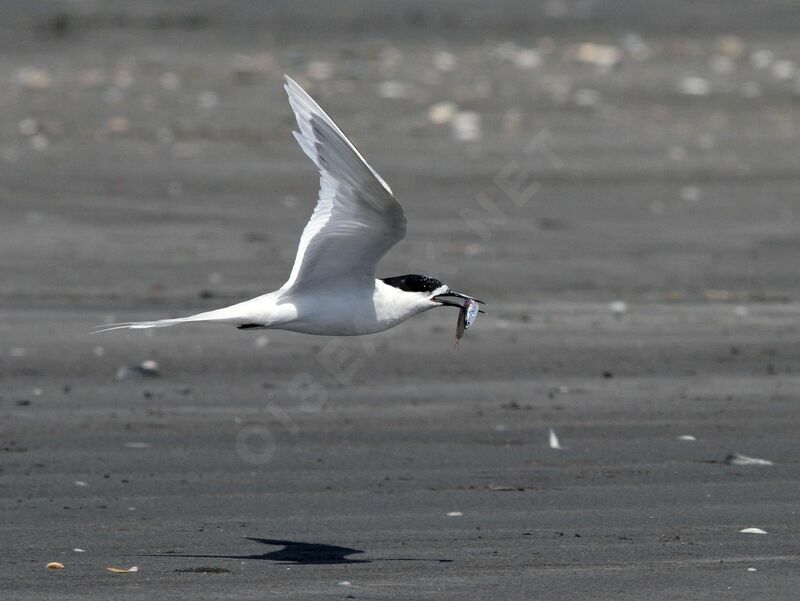 White-fronted Ternadult, Flight, feeding habits, fishing/hunting, Reproduction-nesting