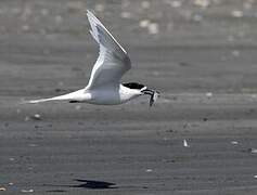 White-fronted Tern