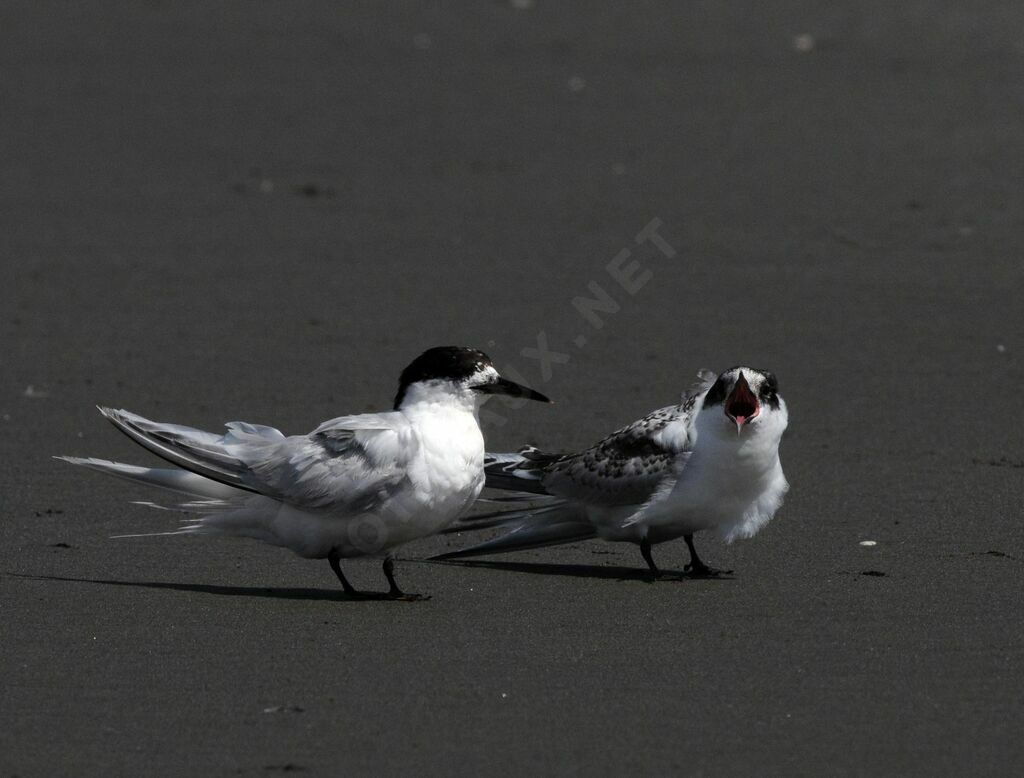 White-fronted Tern