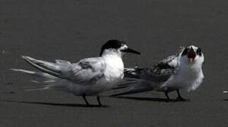 White-fronted Tern