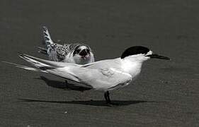 White-fronted Tern