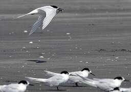 White-fronted Tern