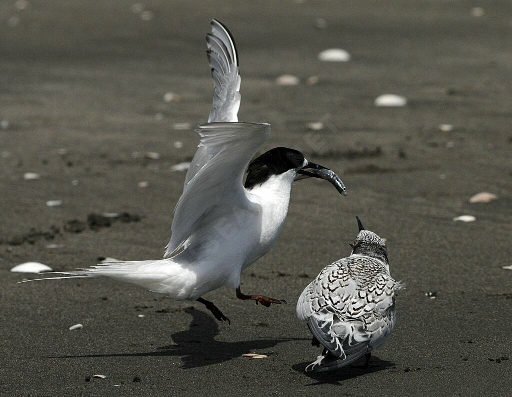 White-fronted Tern