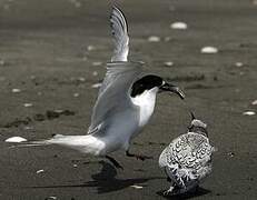 White-fronted Tern