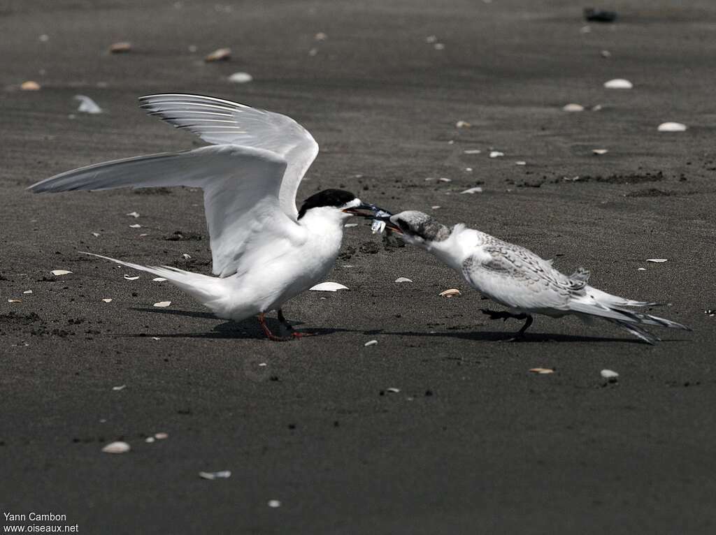 White-fronted Tern, eats, Reproduction-nesting