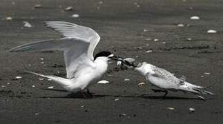 White-fronted Tern