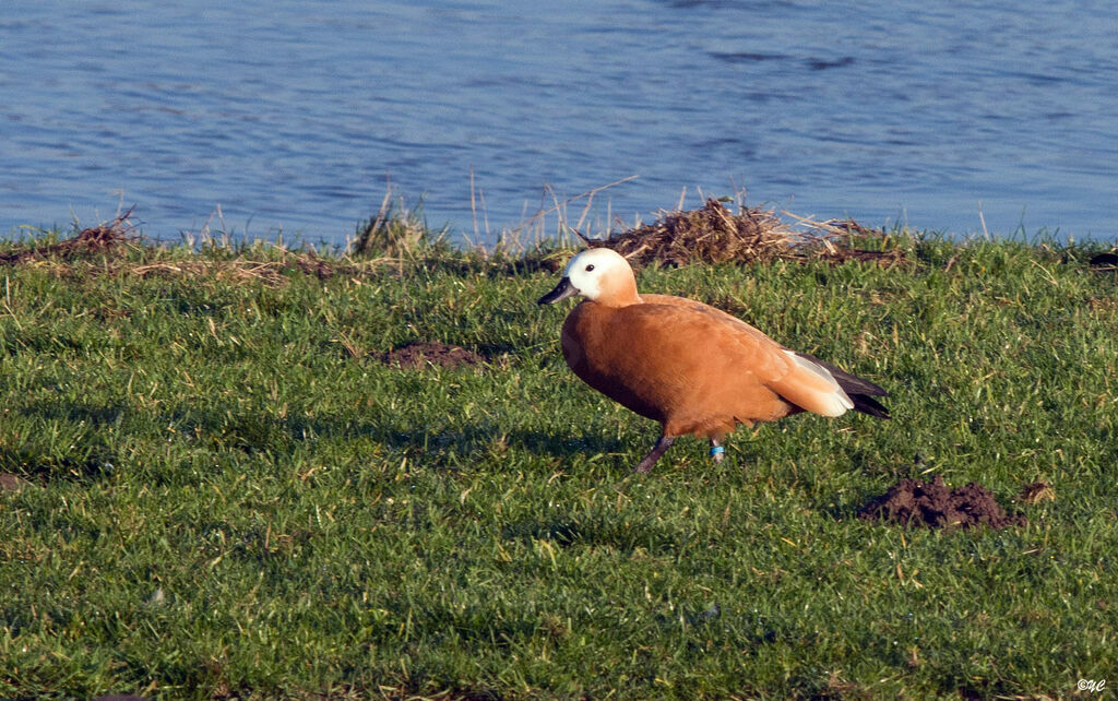 Ruddy Shelduck