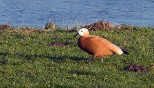 Ruddy Shelduck