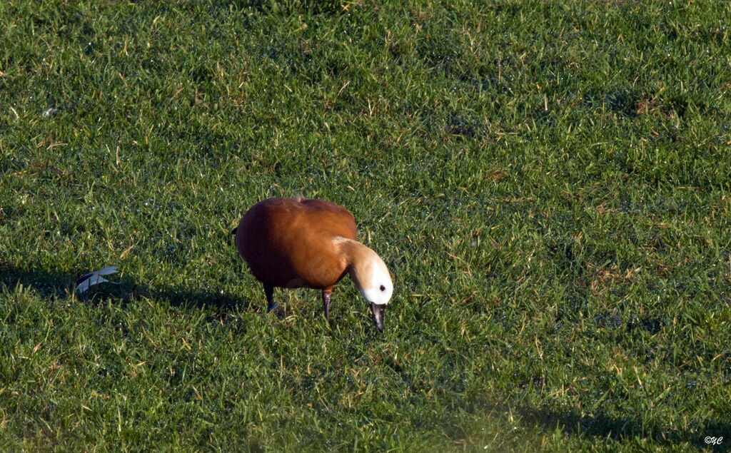 Ruddy Shelduck