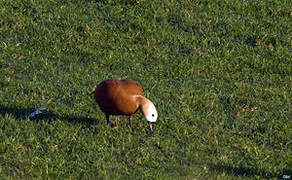 Ruddy Shelduck