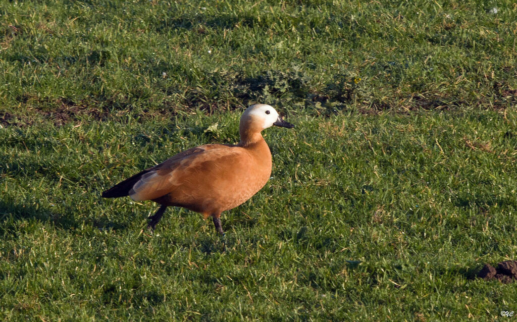 Ruddy Shelduck