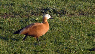 Ruddy Shelduck