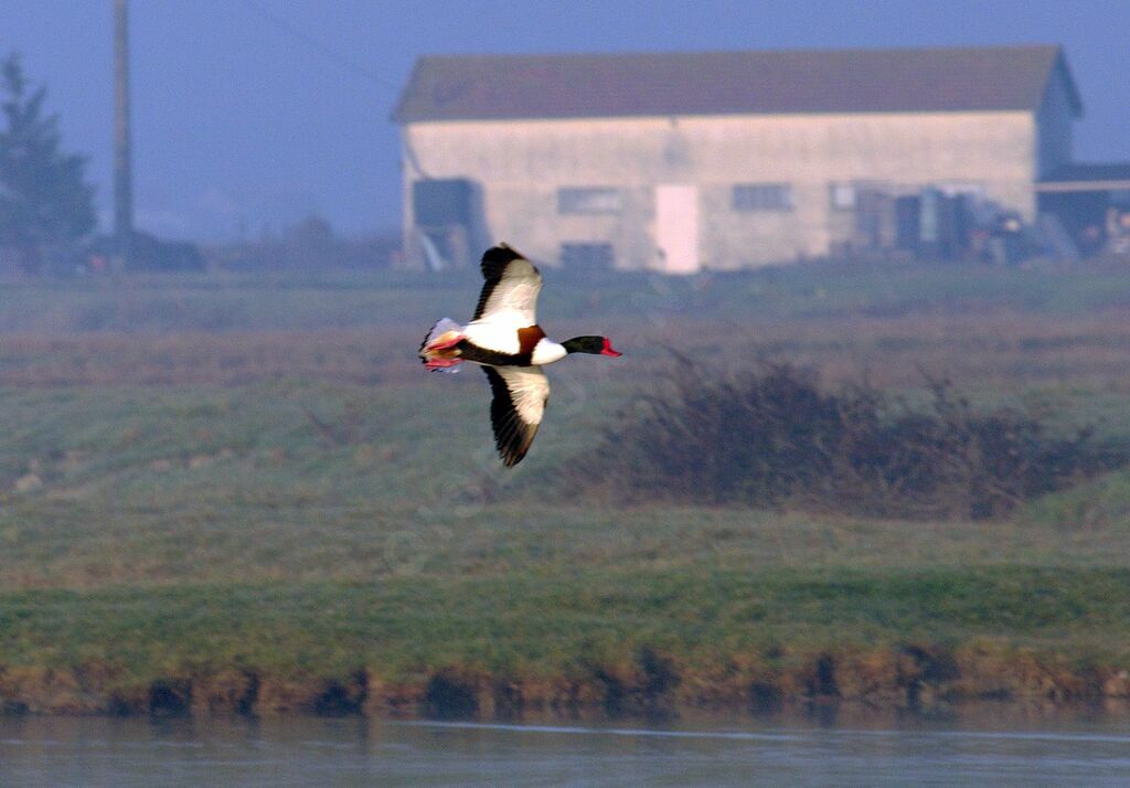 Common Shelduck