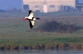 Common Shelduck