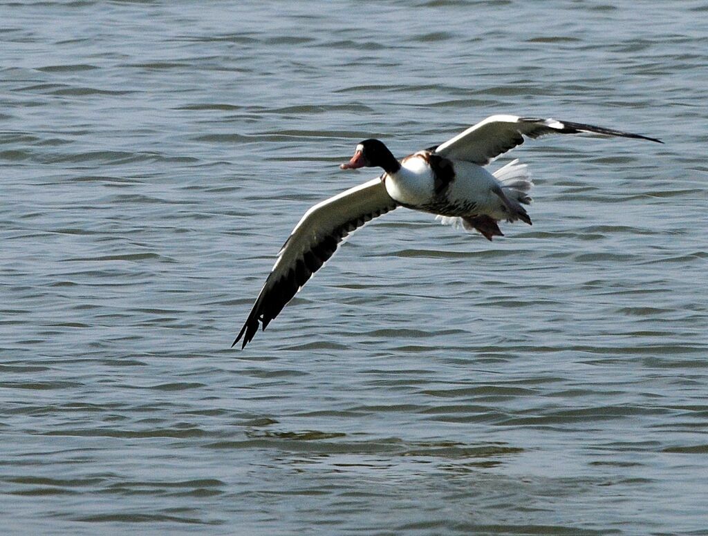 Common Shelduck