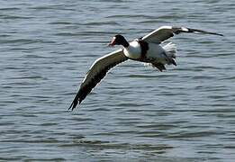 Common Shelduck