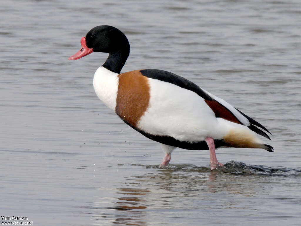 Common Shelduck male adult