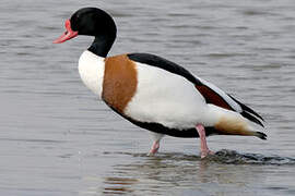 Common Shelduck