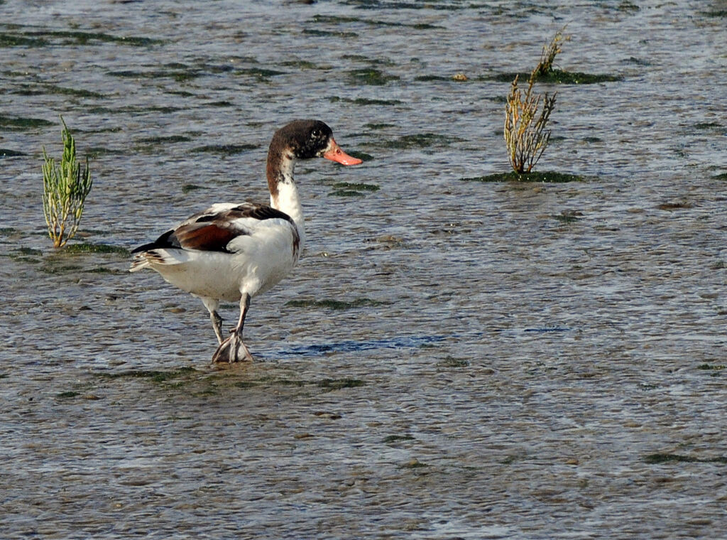 Tadorne de Belonimmature