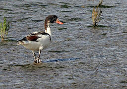 Common Shelduck